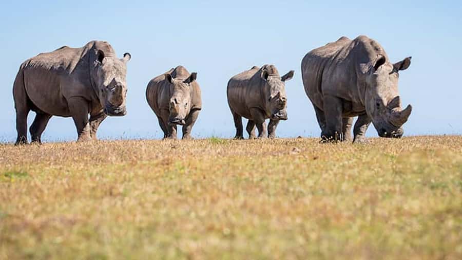 2 Day Small Group Cape Town: Garden Route Big 5 Safari Tour - A 30-minute giraffe encounter