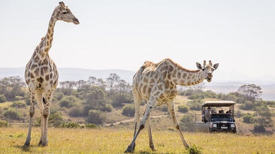 2 Day Small Group Cape Town: Garden Route Big 5 Safari Tour - The one-hour ostrich tour in Oudtshoorn