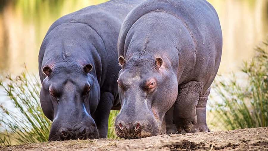 2 Day Small Group Cape Town: Garden Route Big 5 Safari Tour - Botlierskop’s three-hour Big Five game drive