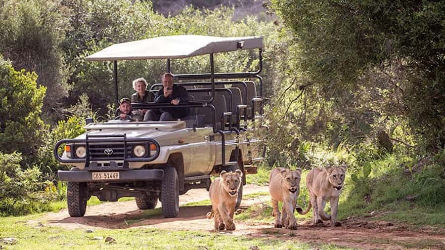 2 Day Small Group Cape Town: Garden Route Big 5 Safari Tour - Leaving Cape Town at dawn