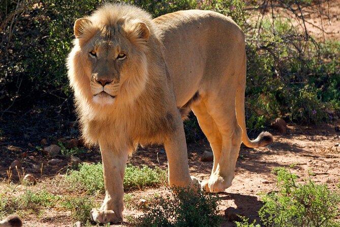 2 Day Small Group Garden Route Big 5 Safari Tour from Cape Town - Chandelier Game Lodge gives the night some breathing room
