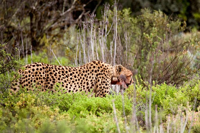 2 Day Small Group Garden Route Big 5 Safari Tour from Cape Town - Morning giraffes and an ostrich lesson