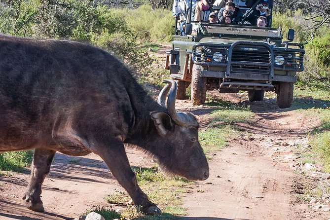 2 Day South African Wildlife Tour with 4x4 Safari from Cape Town - What this $279.50 safari really gives you