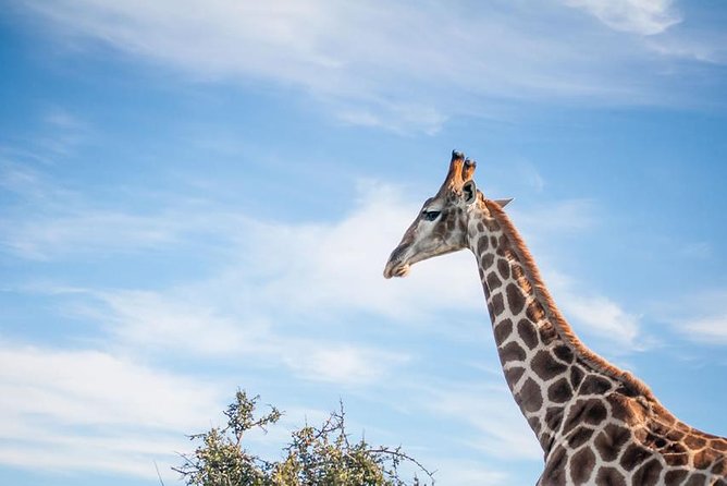 2 Day South African Wildlife Tour with 4x4 Safari from Cape Town - The optional elephant observation