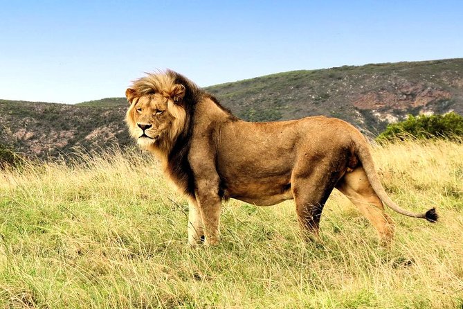 2 Day South African Wildlife Tour with 4x4 Safari from Cape Town - Guides make or break a fast trip