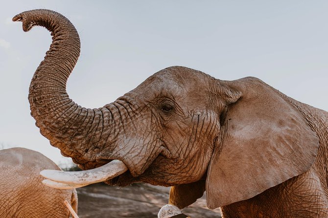 2 Day Wild Heart Western Cape Safari Tour with Private Transfers - Key points at a glance