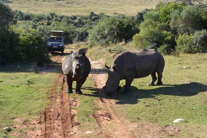 2 Day Wild Heart Western Cape Safari Tour with Private Transfers - Why this Western Cape safari makes sense