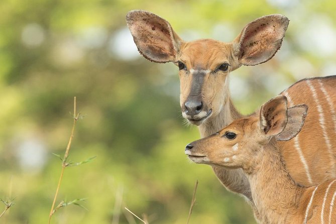 2 Day Zulu Safari Adventure from Durban - Why this two-day route works from Durban