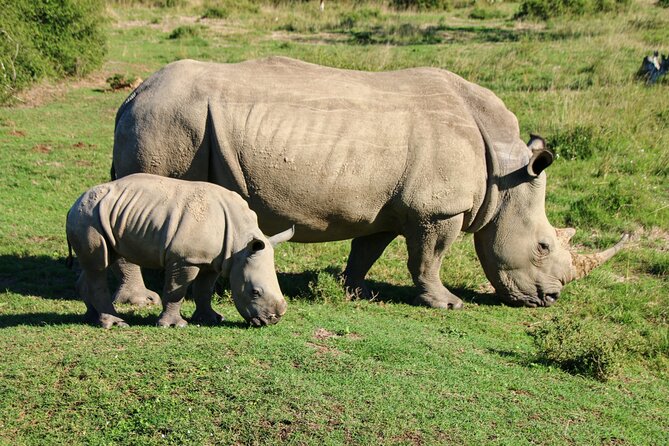 2 days Pilanesberg national park luxury safari - Key points to know before you book