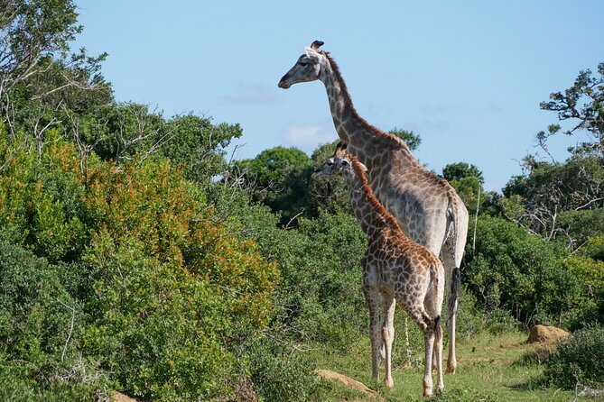 2 days Pilanesberg national park luxury safari - Why Pilanesberg makes a good short safari