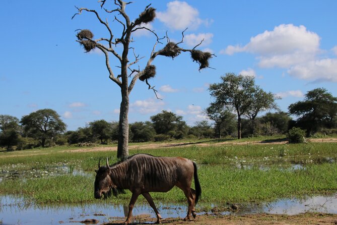 2 days Pilanesberg national park luxury safari - Checking in and settling at the lodge