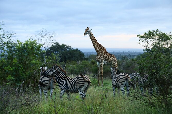 2 days Pilanesberg national park luxury safari - The three-hour sunset game drive