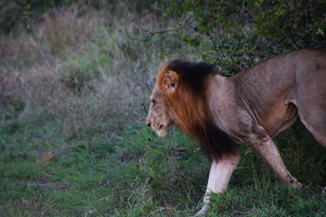 2 days Pilanesberg national park luxury safari - Day 2: An early return to Pilanesberg