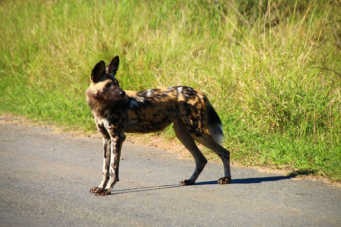 2 days Pilanesberg national park luxury safari - What the open safari vehicle is really like