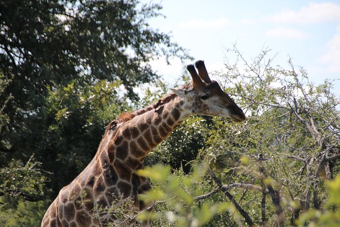 2 days Pilanesberg national park luxury safari - The value of $697 per person
