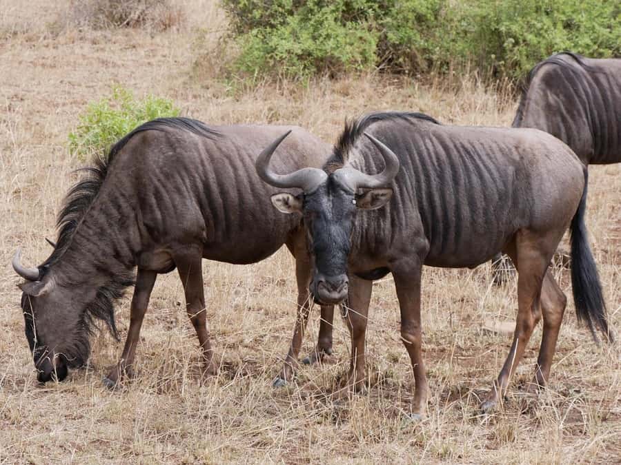 2 days Pilanesberg national park luxury safari - Who should book this Pilanesberg trip?