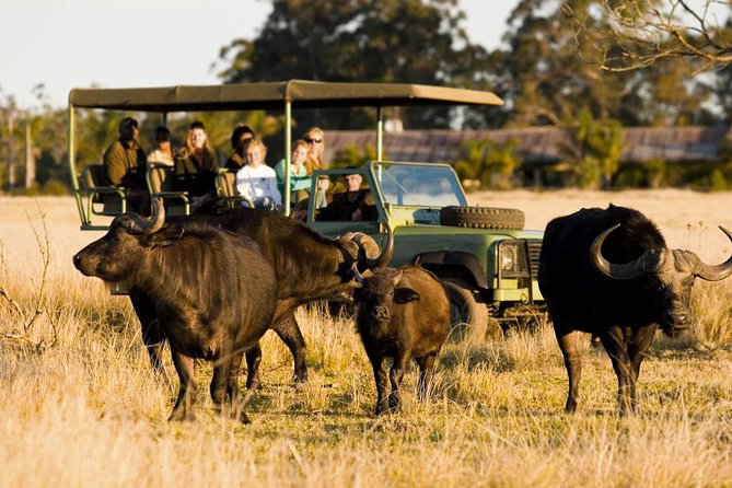 2-Hour Game Drive at the Plettenberg Bay Game Reserve - Key points before you book