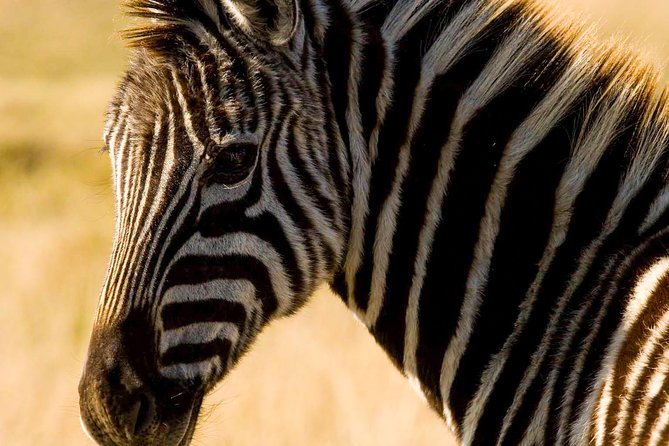2-Hour Game Drive at the Plettenberg Bay Game Reserve - Why the ranger matters so much