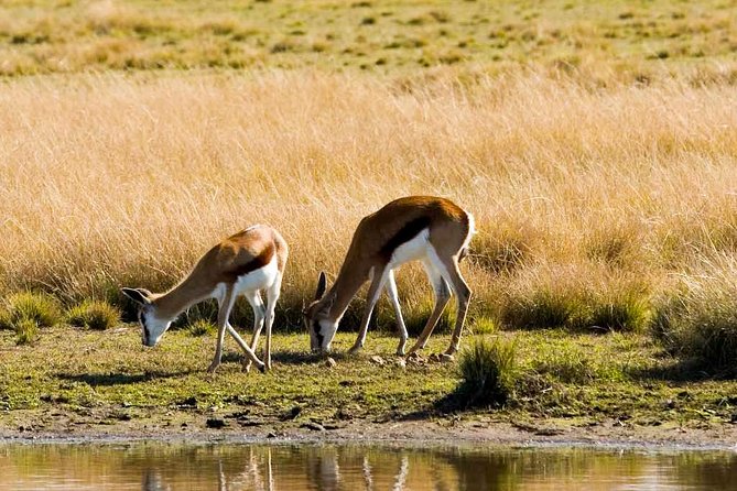 2-Hour Game Drive at the Plettenberg Bay Game Reserve - Morning or afternoon: choosing your departure