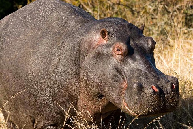 2-Hour Game Drive at the Plettenberg Bay Game Reserve - Facilities, refreshments, and the arrival experience