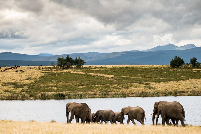 2-Hour Game Drive at the Plettenberg Bay Game Reserve - Is $57.24 good value?