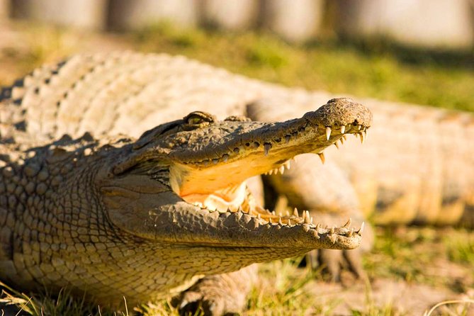 2-Hour Game Drive at the Plettenberg Bay Game Reserve - Who will enjoy this game drive?