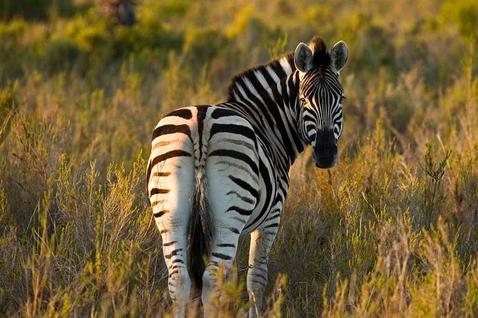 2-Hour Game Drive at the Plettenberg Bay Game Reserve - Two hours in a 2,200-hectare reserve