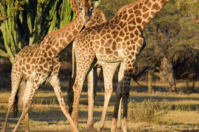 2-Hour Horseback Safari in Hartbeespoort - Riding into Silkaatsnek Nature Reserve