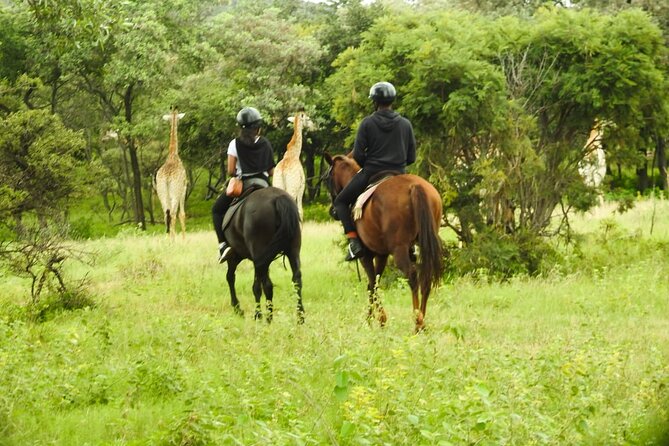 2-Hour Horseback Safari in Hartbeespoort - Is the $54.83 price fair?