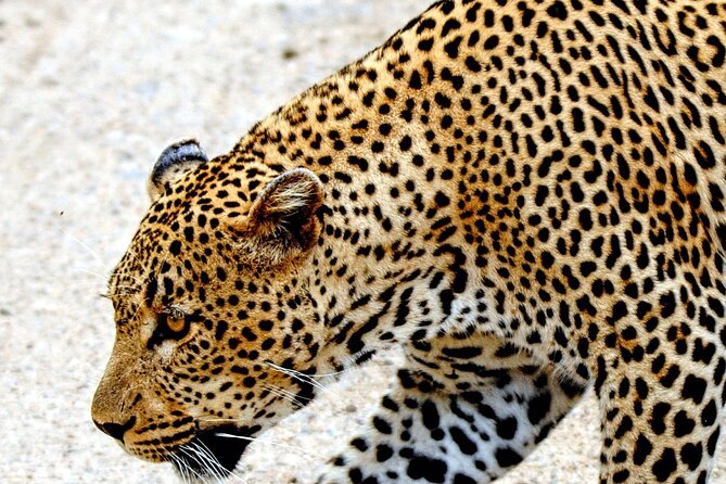 2 Night Elephant Tour from Nelspruit - Day One: From Nelspruit to Kruger Before Breakfast