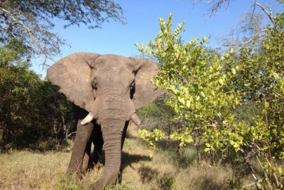 2 Night Elephant Tour from Nelspruit