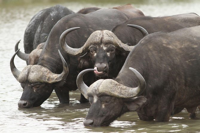 2-Nights 5-star Sanbona Game Reserve with private transfers to and from Sanbona - The R62 and the Little Karoo