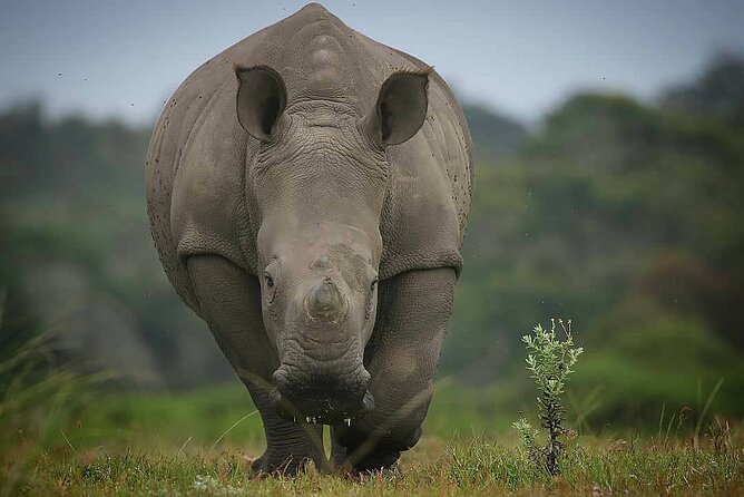 2hr Guided Game Drive at 10h00; Kragga Kamma Game Park Ticket - What makes the guide worth having