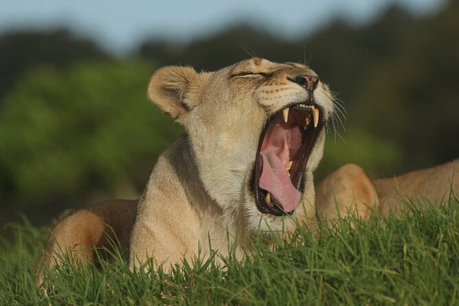 2hr Guided Game Drive at 10h00; Kragga Kamma Game Park Ticket - Getting there is the part to plan carefully