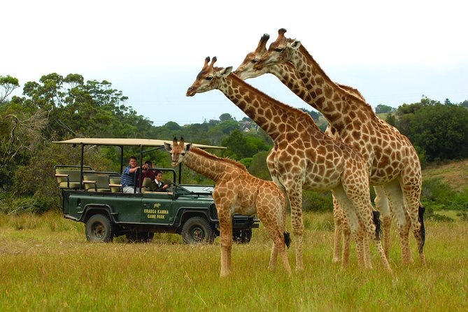 2hr Guided Game Drive at 10h00; Kragga Kamma Game Park Ticket - Rhinos, giraffes, zebras, and buffalo on the grasslands