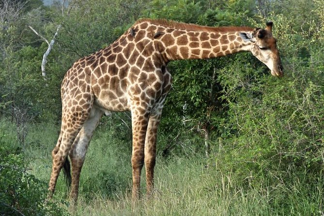 3 Day All Incl. Private Kruger Park Safari Incl. Transfer From Johannesburg - Why three days in Kruger makes sense