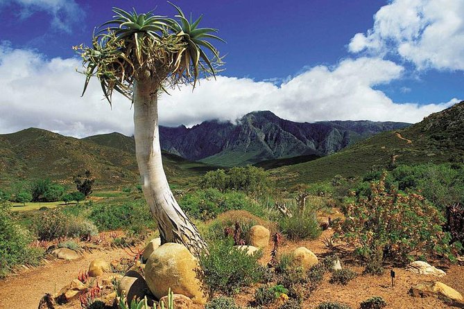 3 Day Big 5 and Bungee Tour - Garden Route Small Group Tour from Cape Town - Why this Garden Route trip works for an active weekend