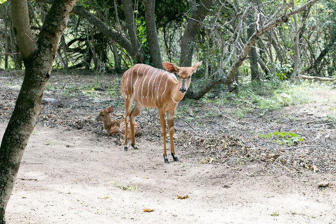 3 Day Budget Tent Kruger National Park Safari - Practical details to know before you go