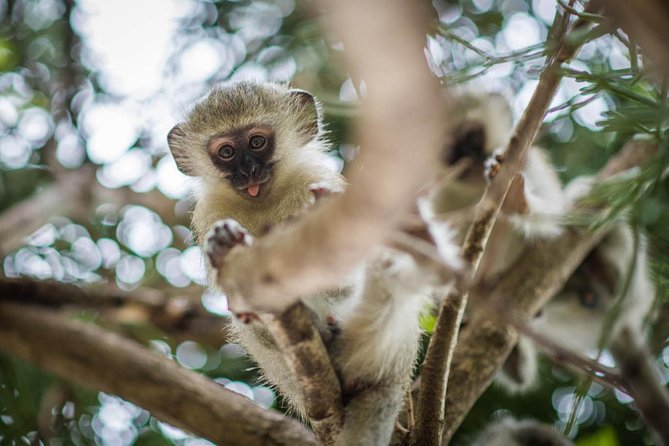 3 Day Classic Kruger National Park Safari - The Marula Tree Boma Bush Braai