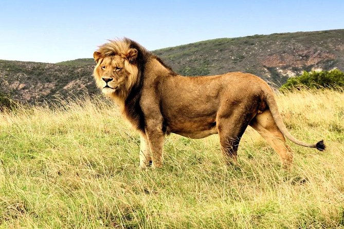3 Day Garden Route Highlights and Safari with Private Transfers - What the $1,096.65 price buys you