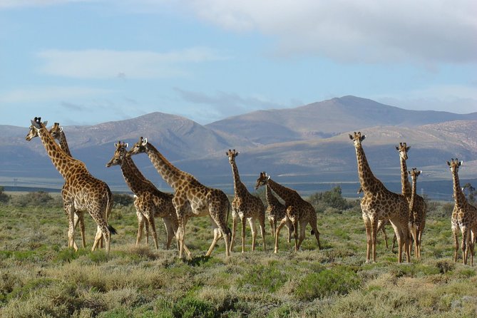 3 Day Garden Route Highlights and Safari with Private Transfers - Route 62 and the long ride to Oudtshoorn
