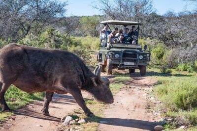 3 Day Garden Route Highlights and Safari with Private Transfers