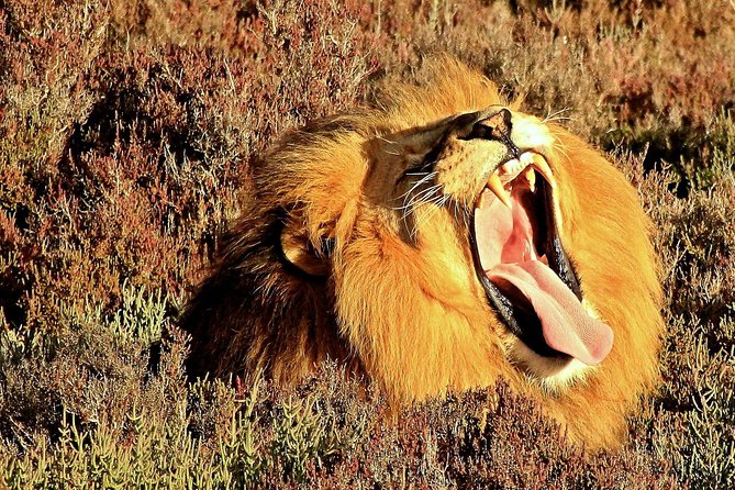 3 Day Garden Route Highlights and Safari with Private Transfers - Canoeing through the Wilderness area