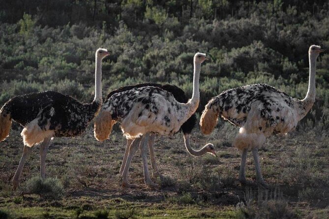 3 Day Garden Route Private Tour - Why this private Garden Route trip works
