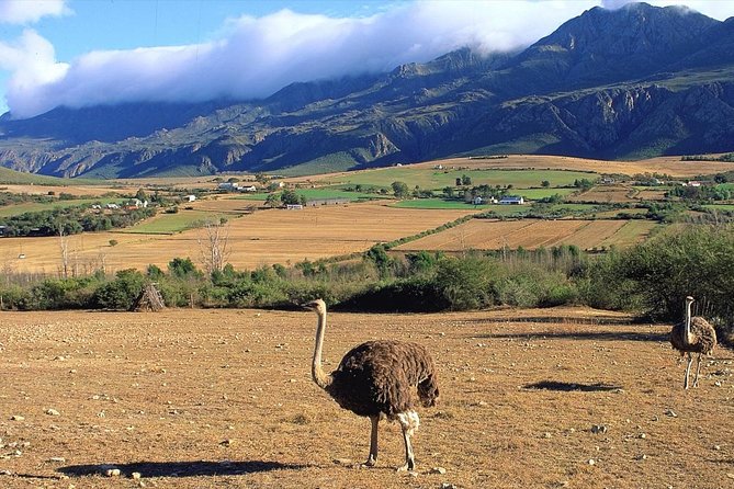 3 Day Garden Route's Best Highlights with Safari from Cape Town - Where you sleep and what the upgrades mean