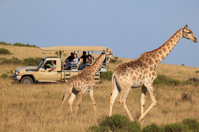 3 Day Garden Route's Best Highlights with Safari from Cape Town - The Botlierskop safari on day three