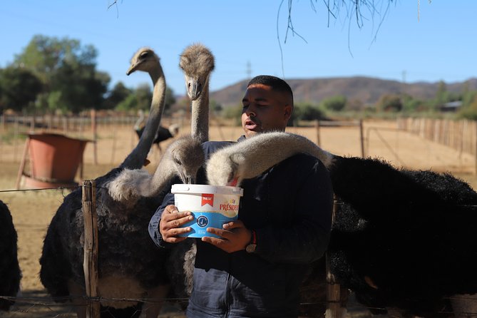 3 Day Garden Route Tour - Should you book it?