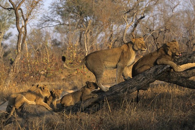 3 Day Kruger National Park and Crocodile River Safari - Key points to know before booking