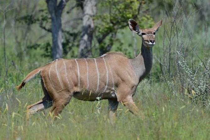 3 Day Kruger National Park Safari from Johannesburg Tour - Day 1: a sunset safari at 3pm
