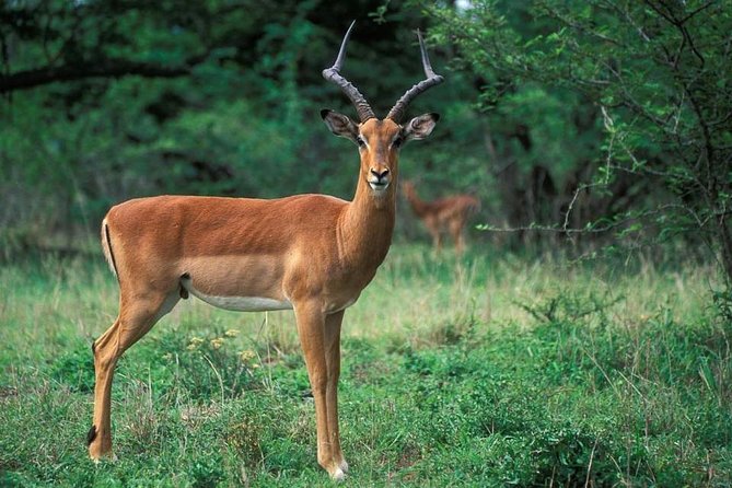 3 Day Kruger National Park Safari from Johannesburg Tour - The private-group advantage